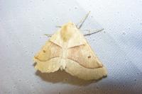 Crocallis elinguaria