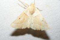 Crocallis elinguaria
