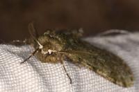 Phigalia pilosaria
