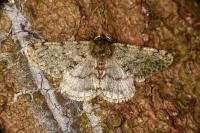 Phigalia pilosaria