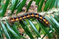Lasiocampa quercus quercus
