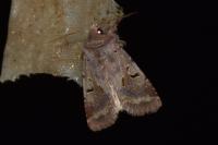 Orthosia gothica