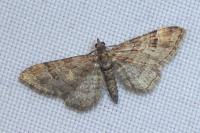 Gymnoscelis rufifasciata