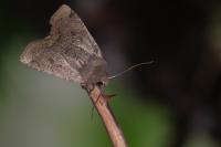 Conistra ligula