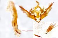 Conistra ligula
