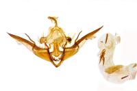 Conistra ligula