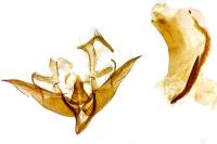 Conistra staudingeri