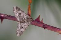 Agriopis leucophaearia