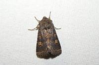 Tholera cespitis