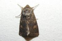 Tholera cespitis