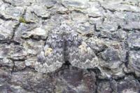 Idia calvaria