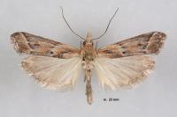 Ancylosis cinnamomella