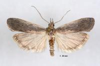 Epischnia illotella