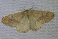 Phigaliohybernia marginaria