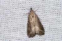 Schrankia costaestrigalis