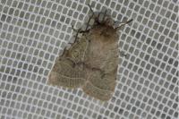 Orthosia cerasi