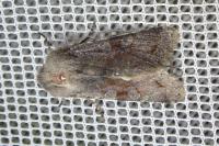 Orthosia incerta