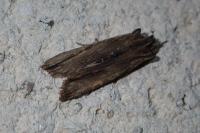 Lithophane semibrunnea