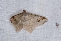 Macaria alternata