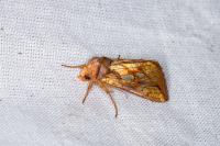 Plusia festucae