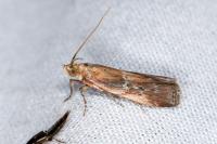 Uncinus obductellus