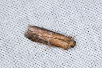 Uncinus obductellus