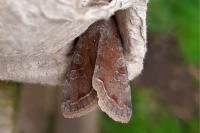 Orthosia incerta