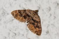 Xanthorhoe quadrifasiata