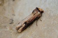 Axylia putris