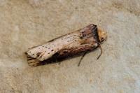 Axylia putris
