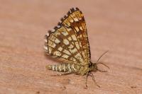 Chiasmia clathrata