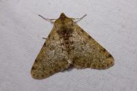 Phigalia pilosaria