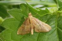 Endotricha flammealis