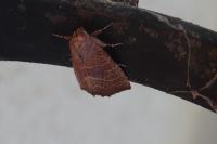 Atethmia ambusta