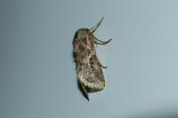 Spodoptera littoralis