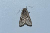 Spodoptera littoralis