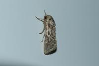 Spodoptera littoralis