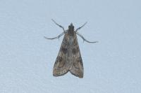 Nomophila noctuella