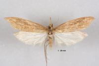 Donacaula forficella