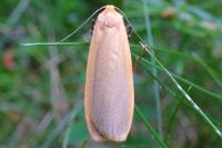 Katha depressa