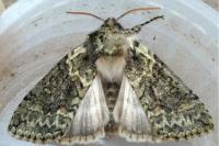 Polyploca ridens
