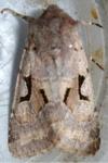 Orthosia gothica