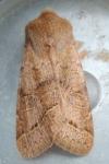 Orthosia cerasi