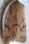 Orthosia incerta