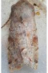 Orthosia incerta