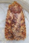 Conistra staudingeri
