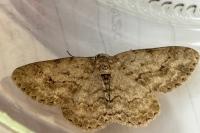 Ectropis crepuscularia