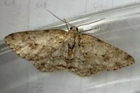 Ectropis crepuscularia