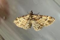 Gymnoscelis rufifasciata