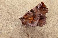 Selenia dentaria